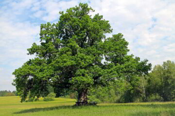 Drzewo genealogiczne 
